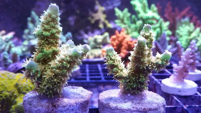 Bluewater Reef Aquatics, Inc. Picture 6