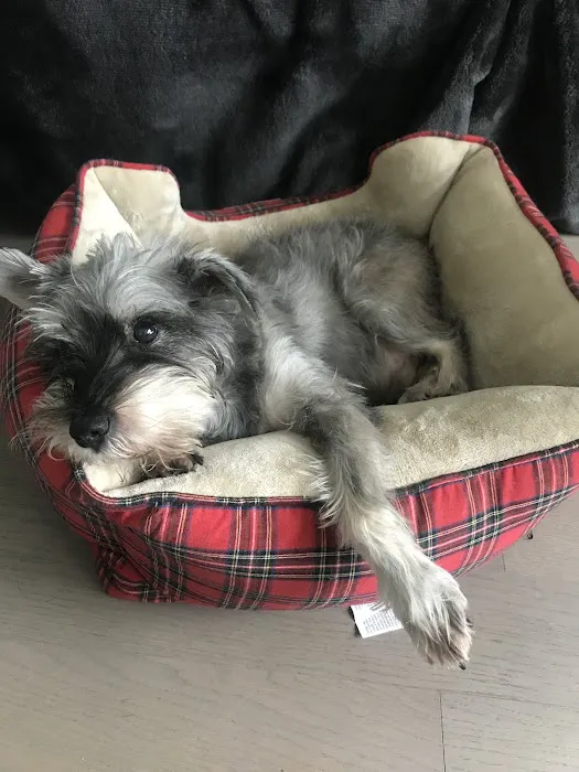 Eitan Houri DVM housecall veterinary services Picture 6