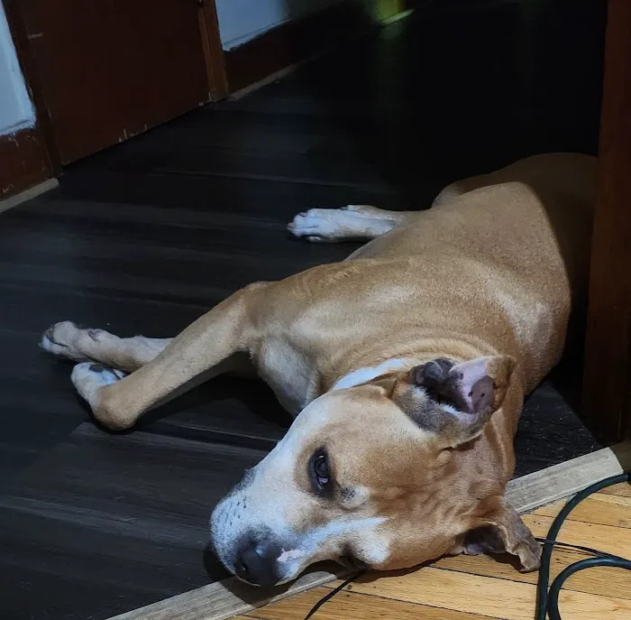 Eitan Houri DVM housecall veterinary services Picture 7