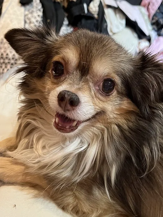 Eitan Houri DVM housecall veterinary services Picture 10