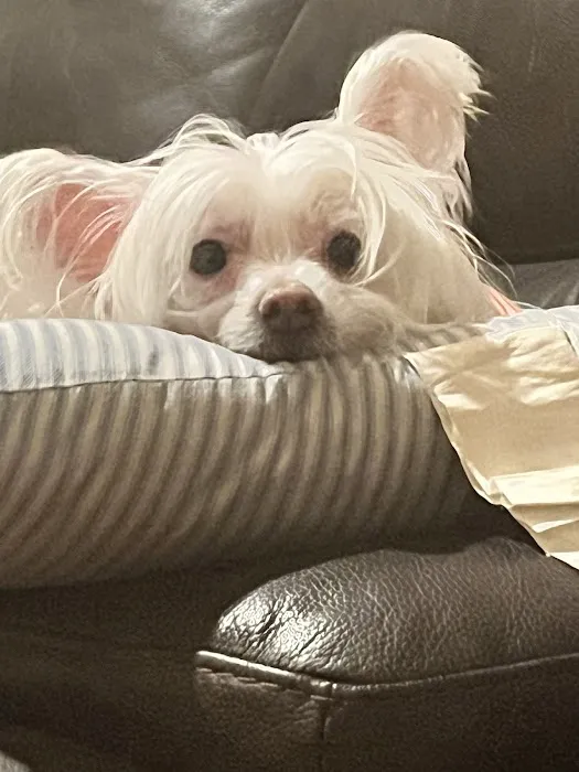 Eitan Houri DVM housecall veterinary services Picture 8