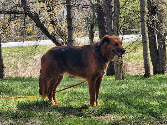 Eitan Houri DVM housecall veterinary services Picture 2