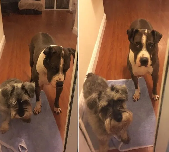 Eitan Houri DVM housecall veterinary services Picture 1