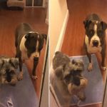 Eitan Houri DVM housecall veterinary services