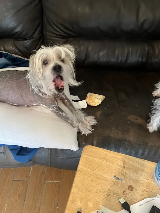 Eitan Houri DVM housecall veterinary services Picture 9