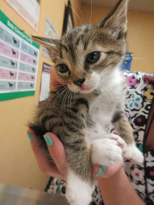 Creature Comforts Animal Hospital, P.C. Picture 7