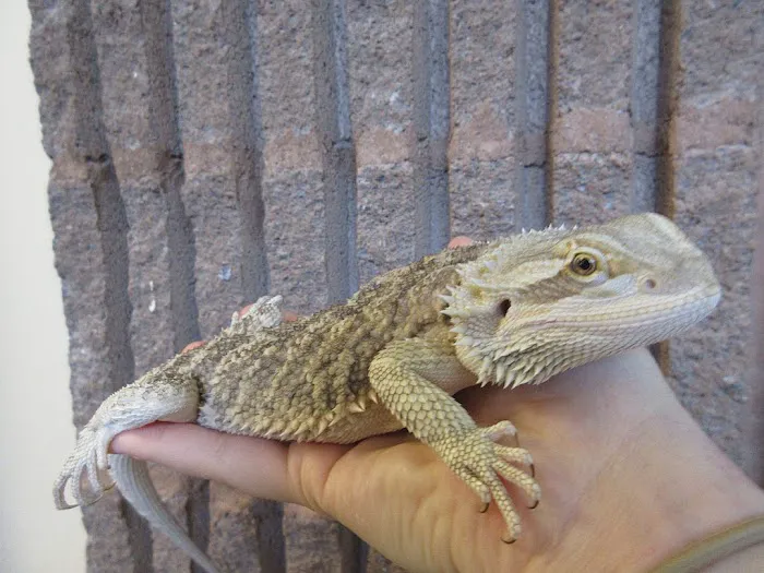 Creature Comforts Animal Hospital, P.C. Picture 1