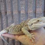 Creature Comforts Animal Hospital, P.C.