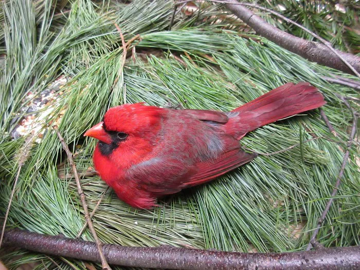 Creature Comforts Animal Hospital, P.C. Picture 8