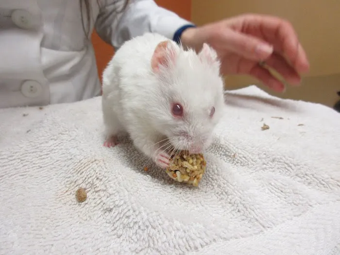 Creature Comforts Animal Hospital, P.C. Picture 2