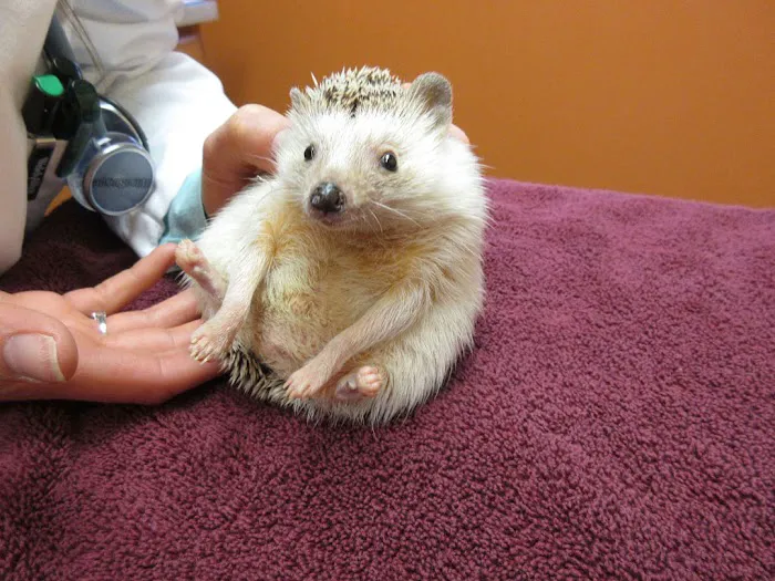 Creature Comforts Animal Hospital, P.C. Picture 10