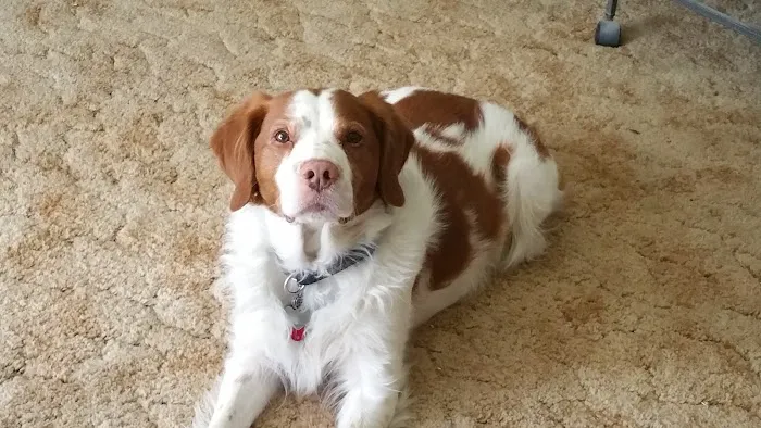 Andrew Nebzydoski V.M.D. Picture 2