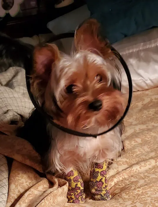 Andrew Nebzydoski V.M.D. Picture 1