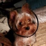 Andrew Nebzydoski V.M.D.