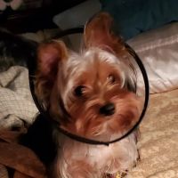 Andrew Nebzydoski V.M.D. ico