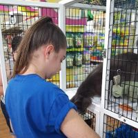 Pet Supermarket ico