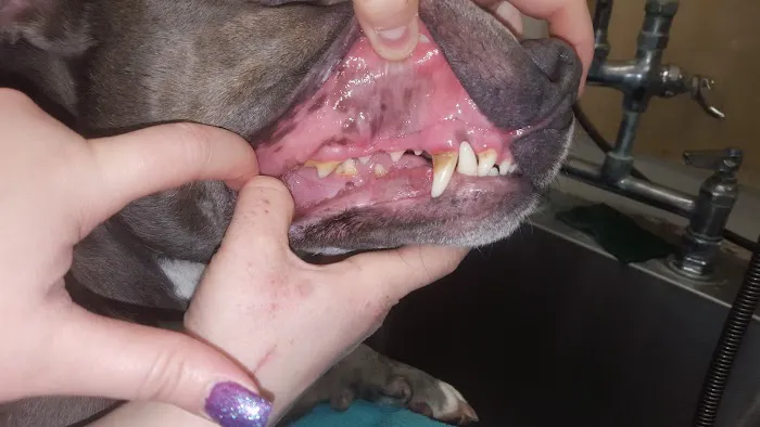 Wallenpaupack Veterinary Clinic Picture 10