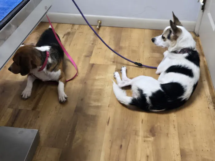 Wallenpaupack Veterinary Clinic Picture 1