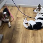 Wallenpaupack Veterinary Clinic