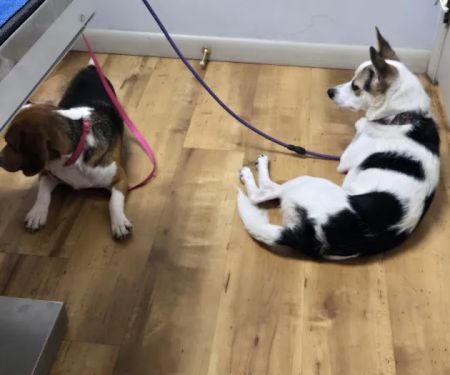 Wallenpaupack Veterinary Clinic