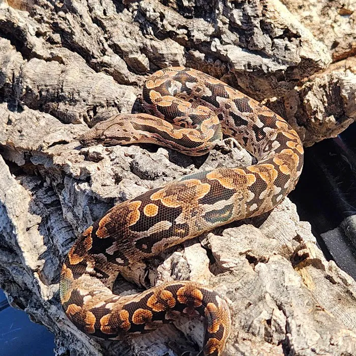 C.F. Exotics Picture 9