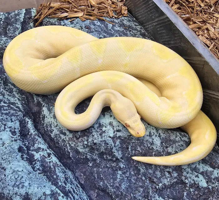 C.F. Exotics Picture 10