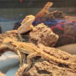 C.F. Exotics