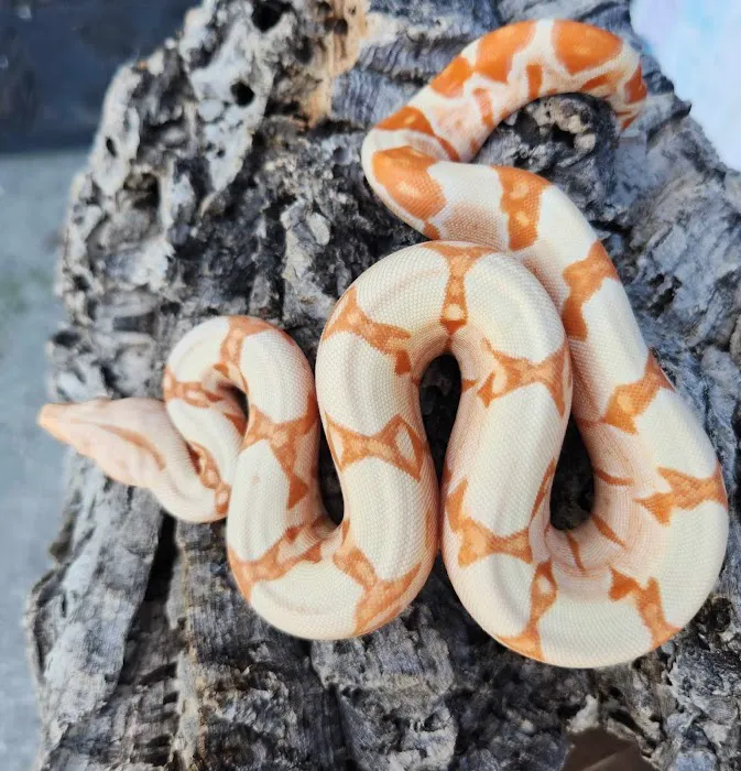 C.F. Exotics Picture 6