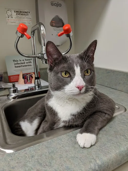 VCA New Prospect Animal Hospital Picture 2