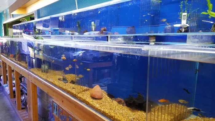 Treasure Cove Pet shop Picture 3