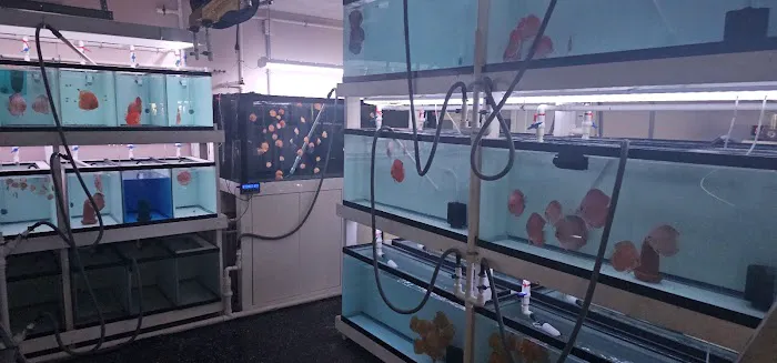 Aquagems Discus Picture 9