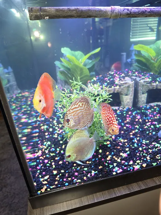 Aquagems Discus Picture 7