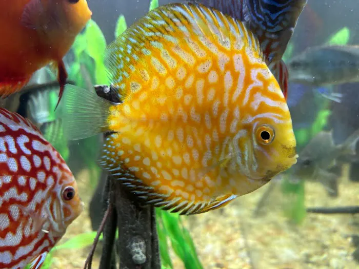 Aquagems Discus Picture 1