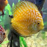 Aquagems Discus