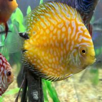 Aquagems Discus ico