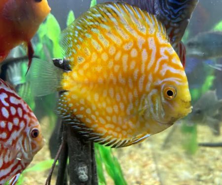 Aquagems Discus