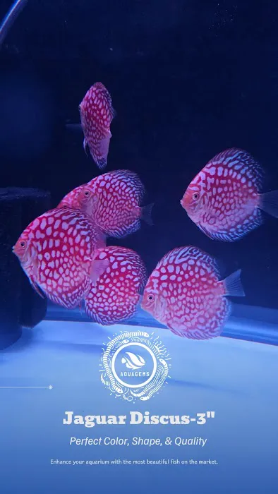 Aquagems Discus Picture 6