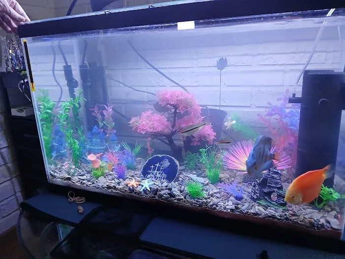 Aquagems Discus Picture 5