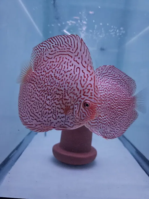 Aquagems Discus Picture 4