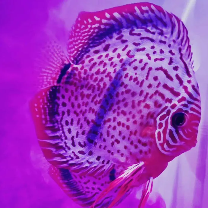 Aquagems Discus Picture 3