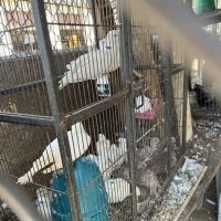 Shady Hills Pet Shop ico
