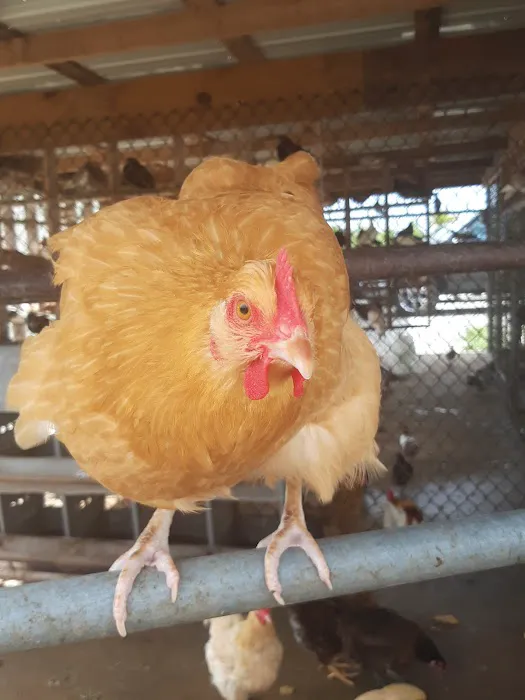 Shady Hills Pet Shop Picture 5