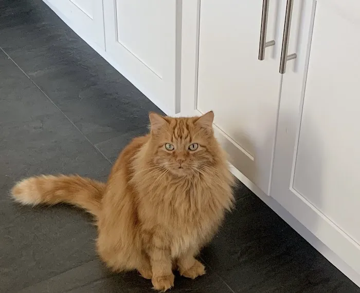 County Line Veterinary Hospital Picture 1