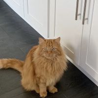 County Line Veterinary Hospital ico