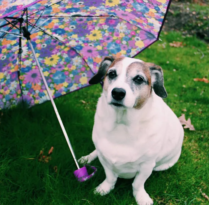 County Line Veterinary Hospital Picture 8