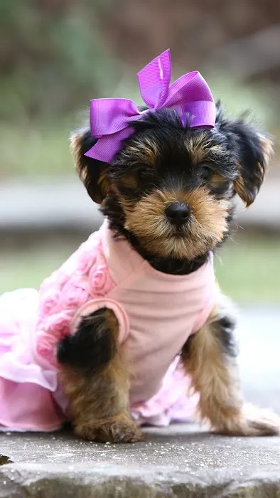 Contented Puppies Paradise Picture 2