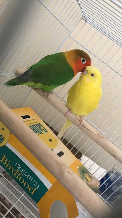 Bird Little Friend Pet Shop Picture 2