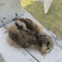 Bird Little Friend Pet Shop ico