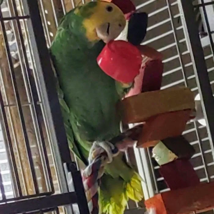 Bird Little Friend Pet Shop Picture 6