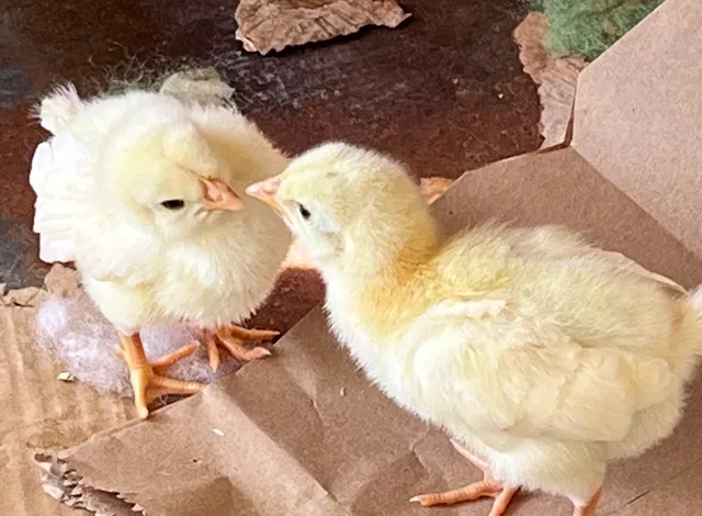 Bird Little Friend Pet Shop Picture 3
